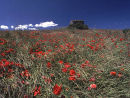 Tuscanny